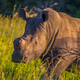 A rhino with a trimmed horn, which can make them less of a target for poachers.